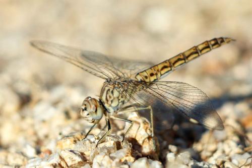 Brachythemis impartita